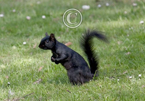 Black  Squirrel DM0348